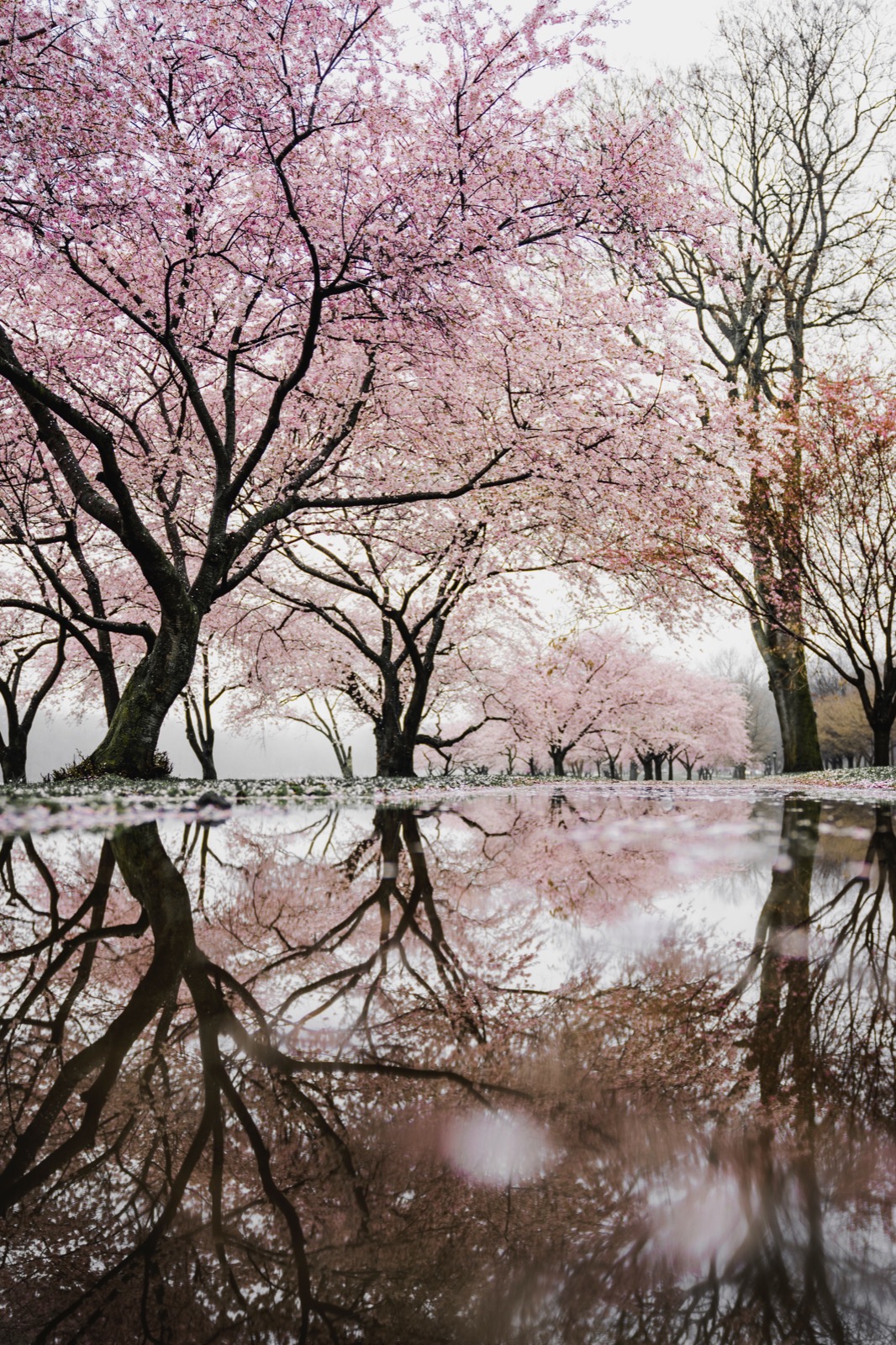 sakura
